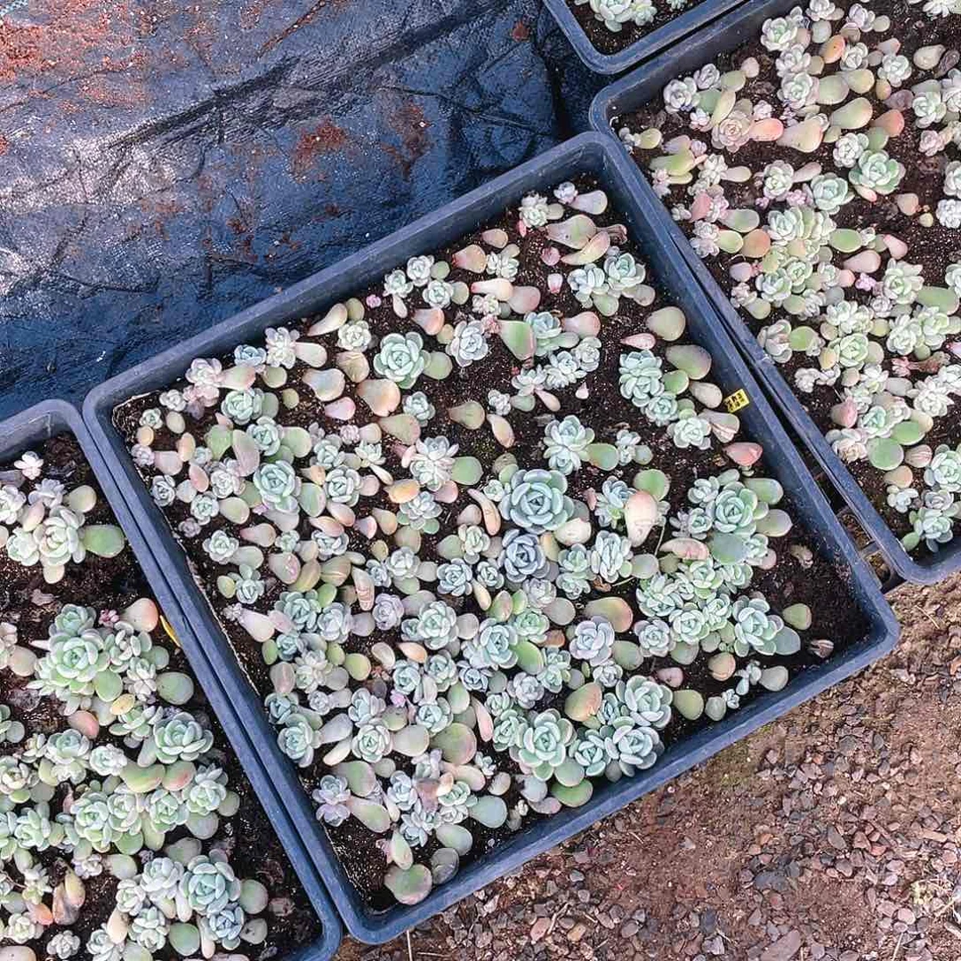 刚优切糕穴二个满25包邮