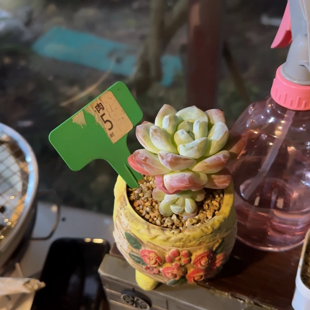 向***葵多肉植物，冰玉，群生老庄