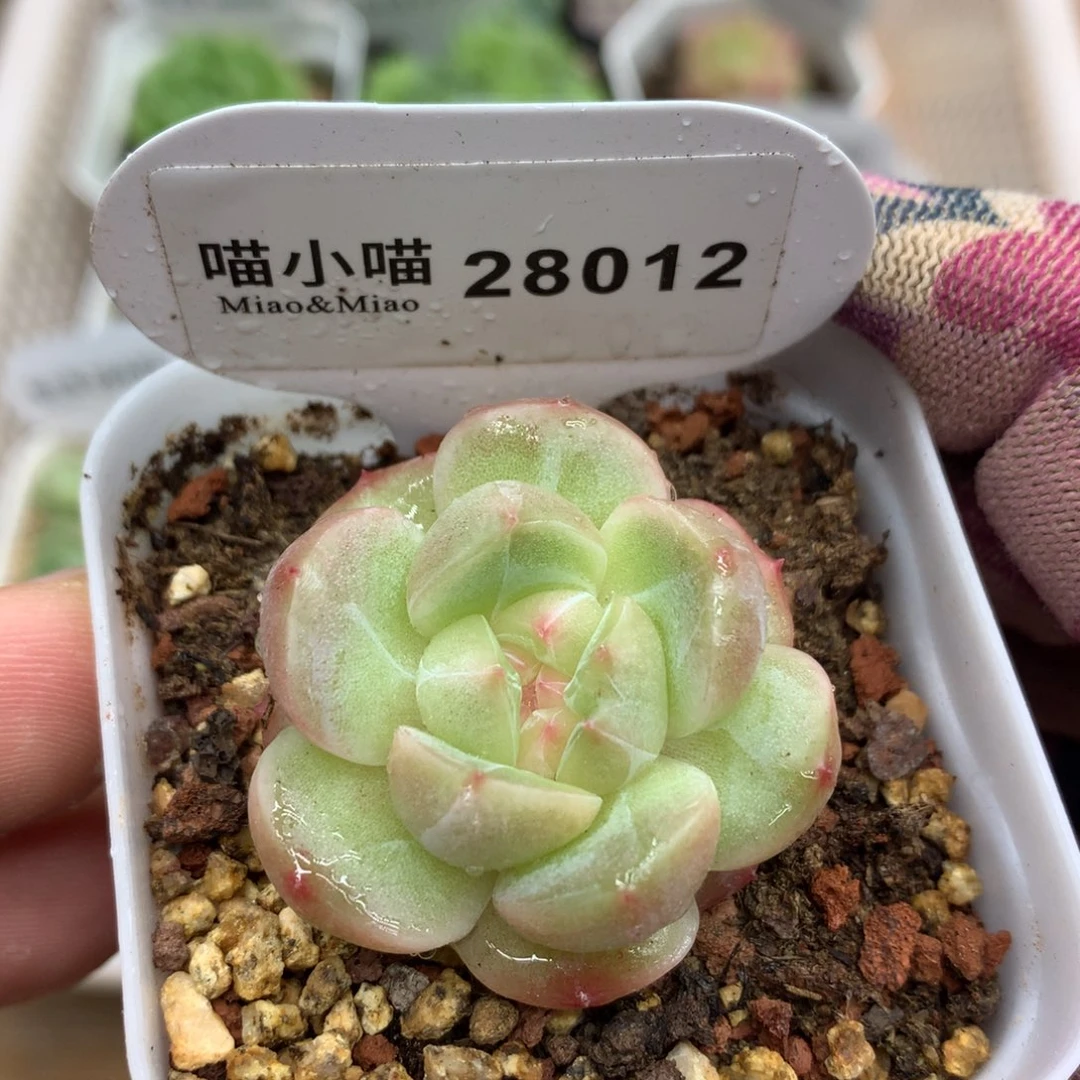 多肉植物糖心珍妮