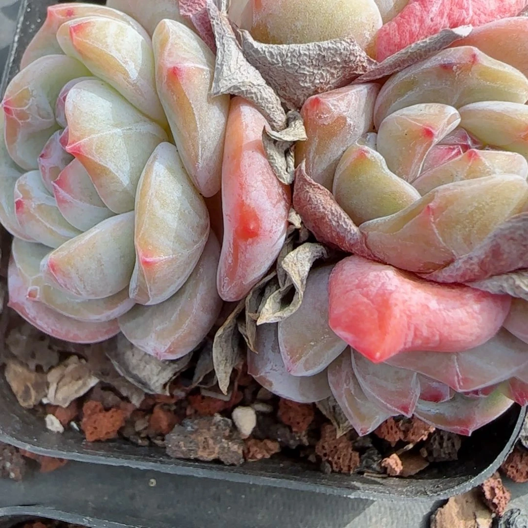 花语逸镜0209-747