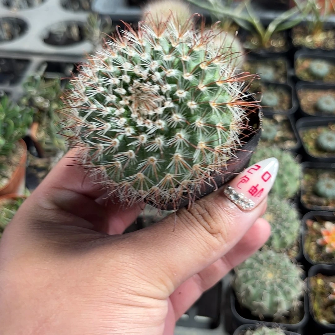 菲秀屿单头发货单头