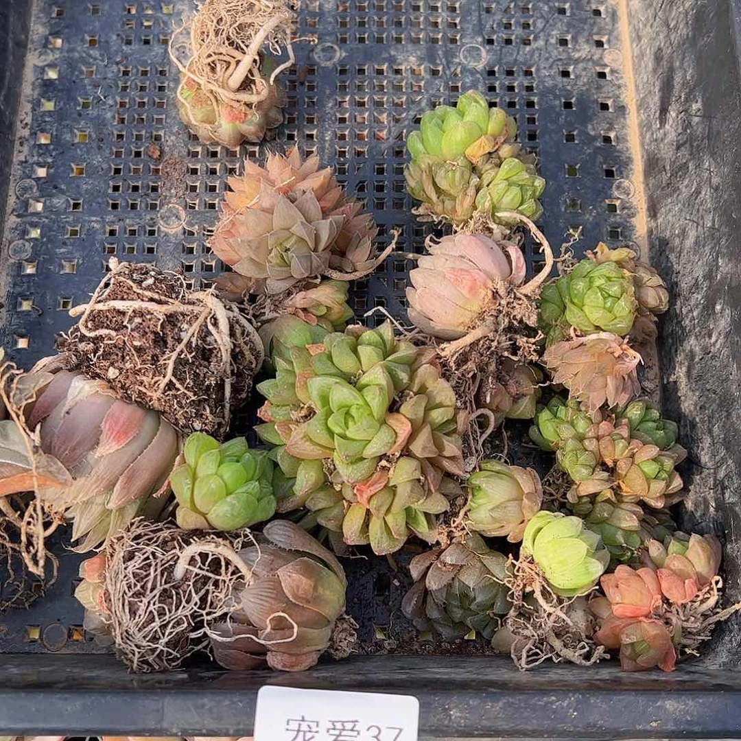 苏*直播福利一物一拍37