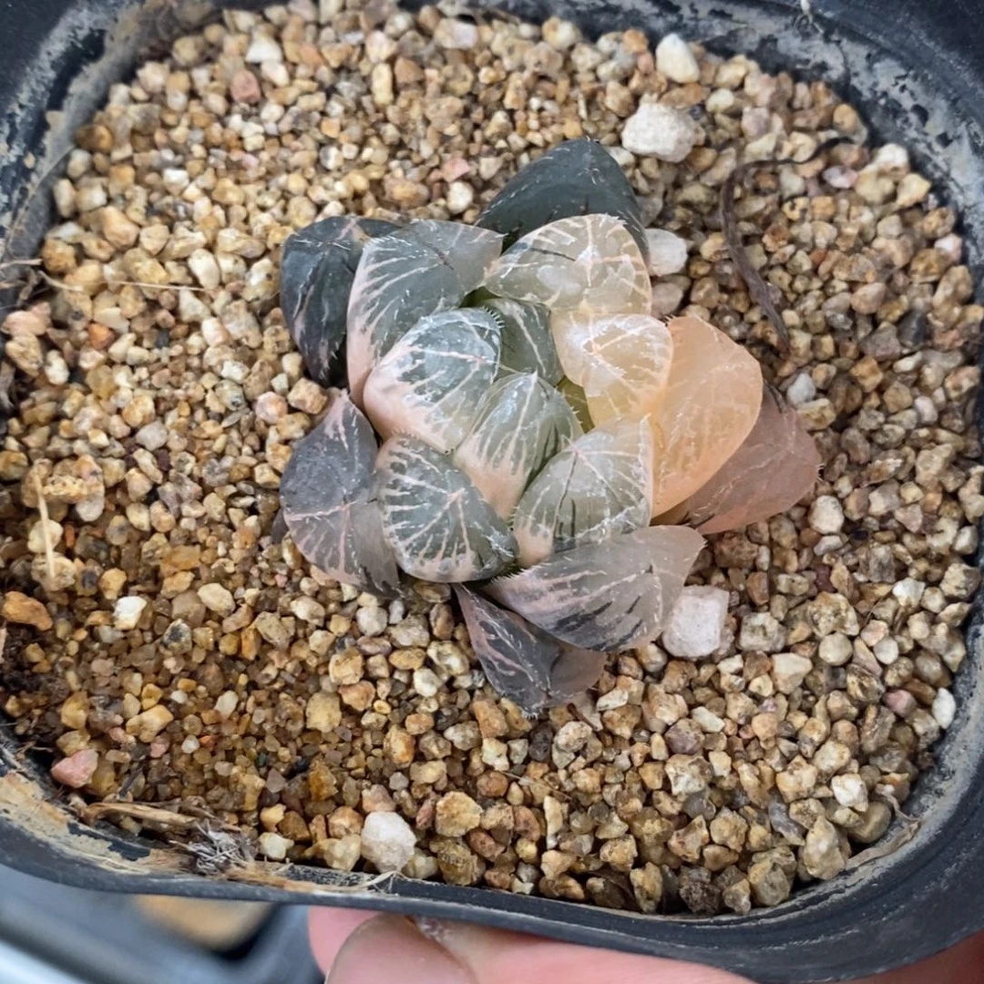 一颗实生玉露锦 开播福利