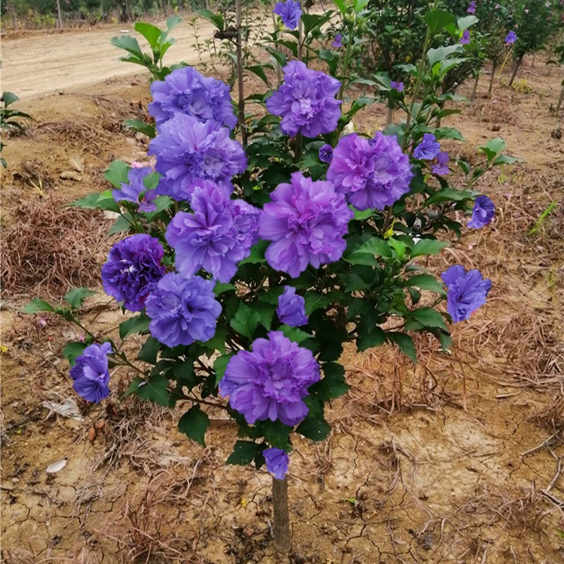 【重瓣木槿紫花】高1-1.2米盆栽四季开花耐寒适合阳台庭院带花苞