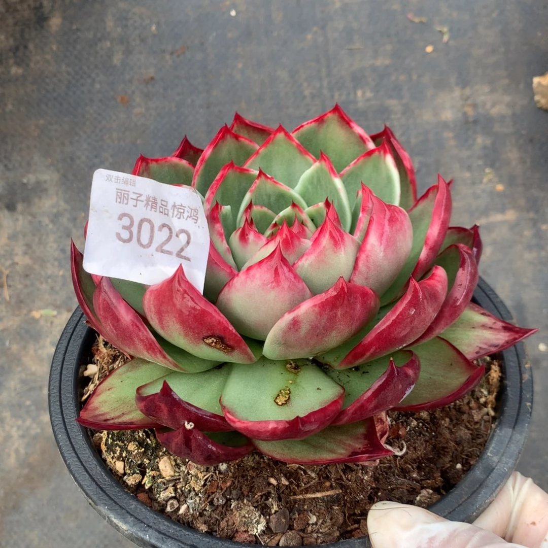 3022一物一拍13厘米不售后