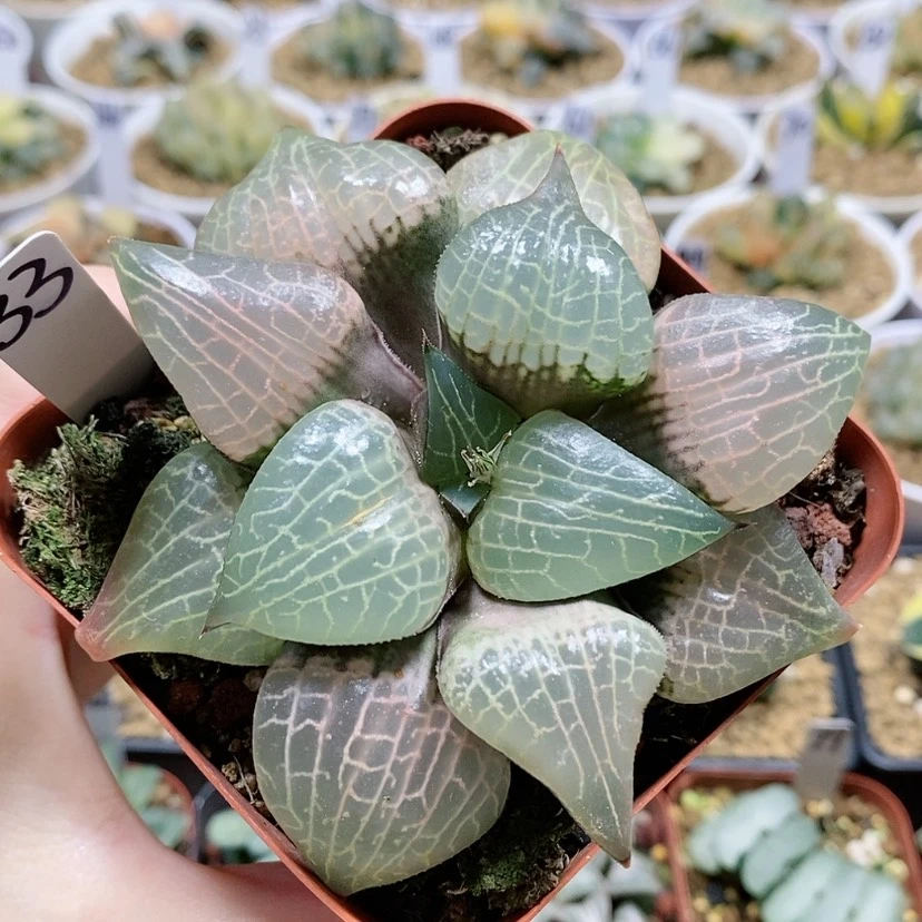 【闪购商品】33粉玻璃康平