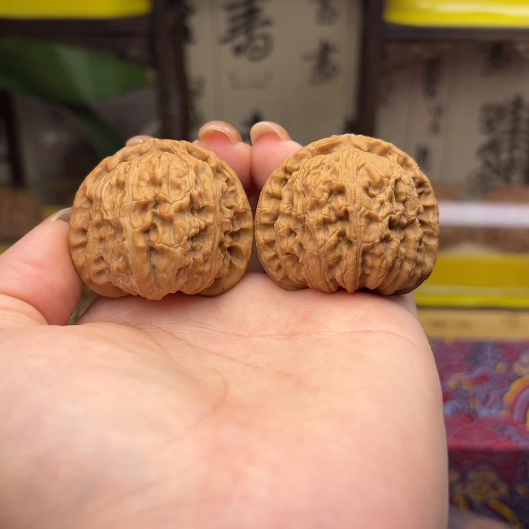 来***叶白狮子头四十尺的