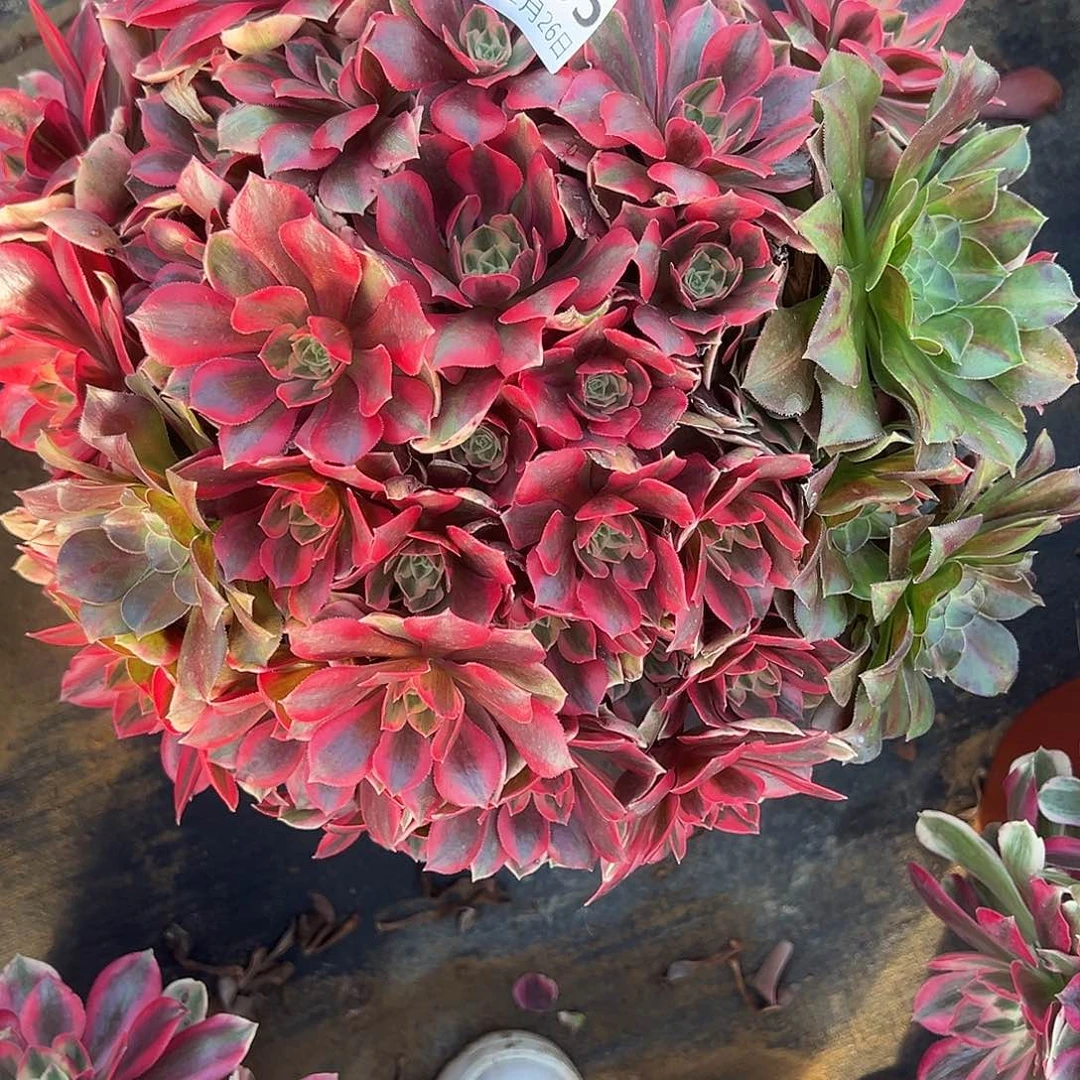 12.26-5女妖多肉植物