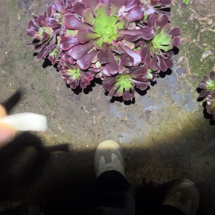 不包侧枝一物一拍68