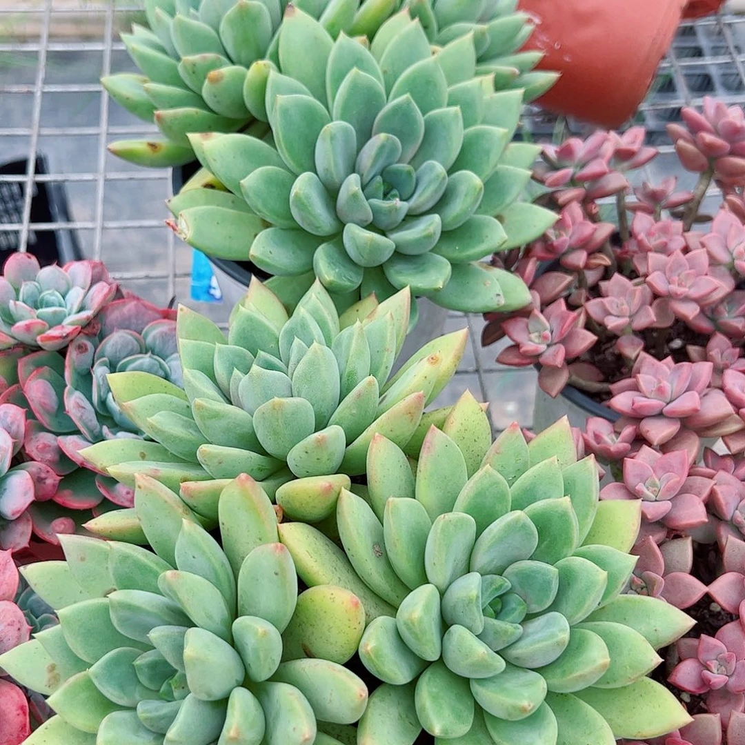 黄金象牙三大头起发精品160