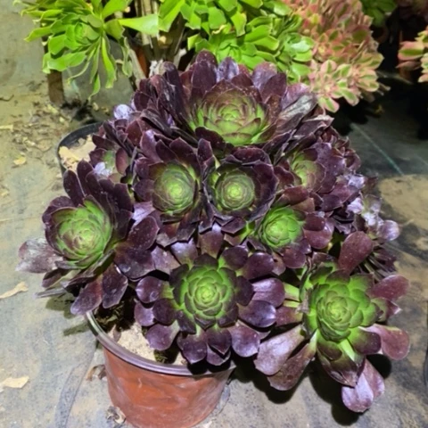 赤焰莲多肉植物030