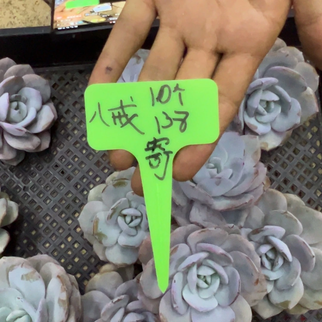 八****八戒138寄养10颗奶茶。