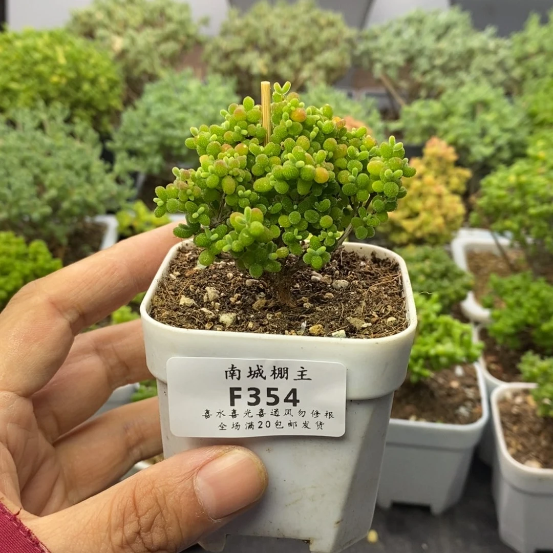 354精控蜜橘糖球枝干