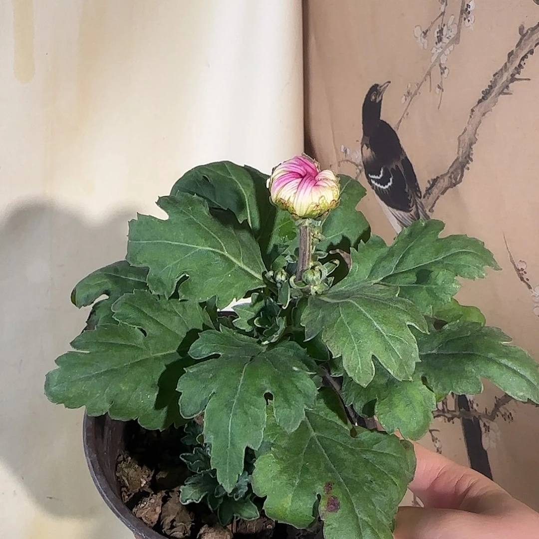 人***戏全部花朵J9999999