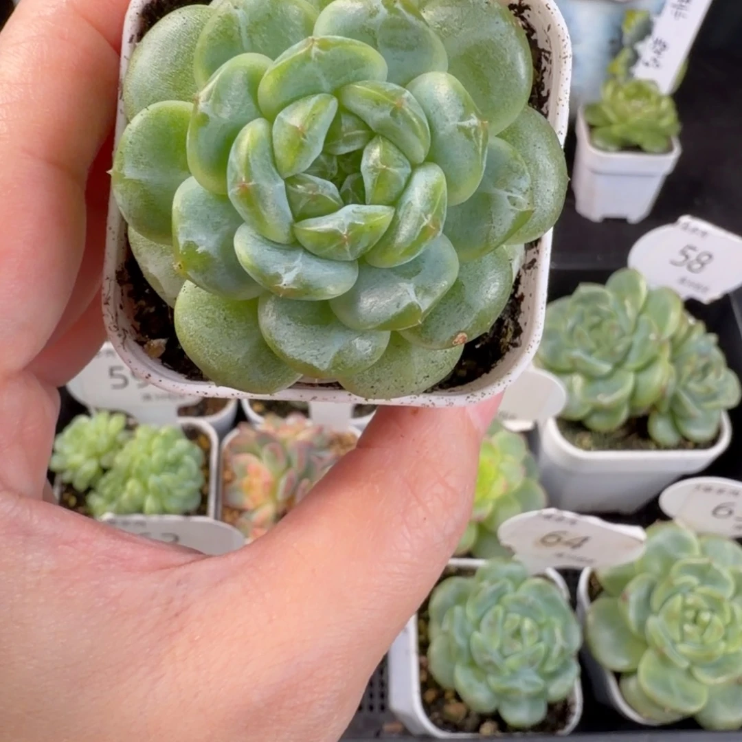 瑶瑶珍妮单头65号