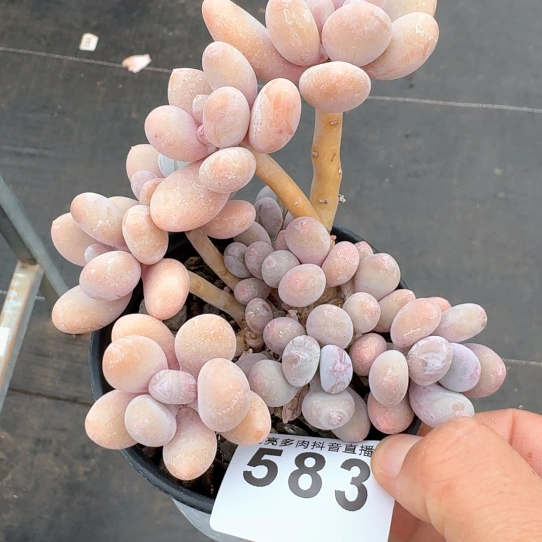 奶酪老桩         多肉植物