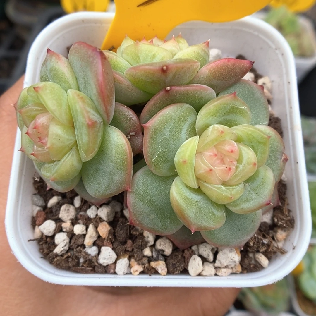 H101珍妮群生549号。
