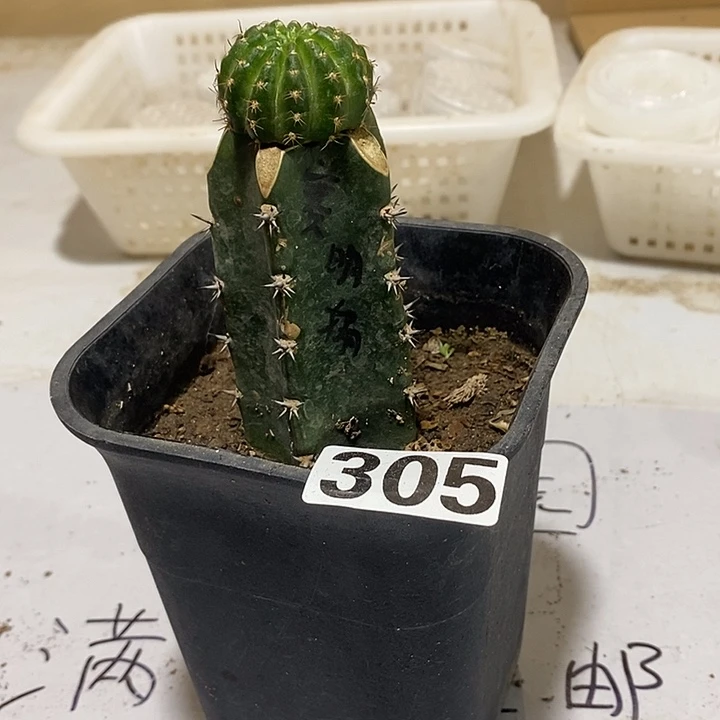 似***年305嫁接赛明媚丽花