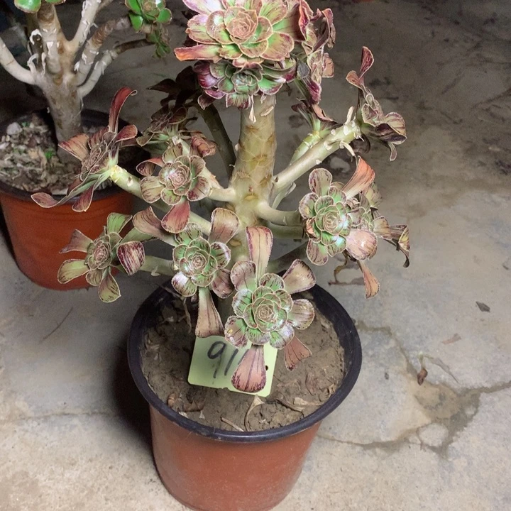 915拉丝锦多肉一物一拍