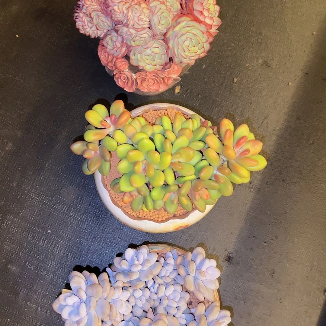 芒果奶牡丹亭大叶奶3颗空运