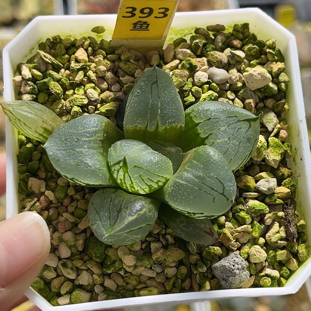 393虞美人寿一物一图