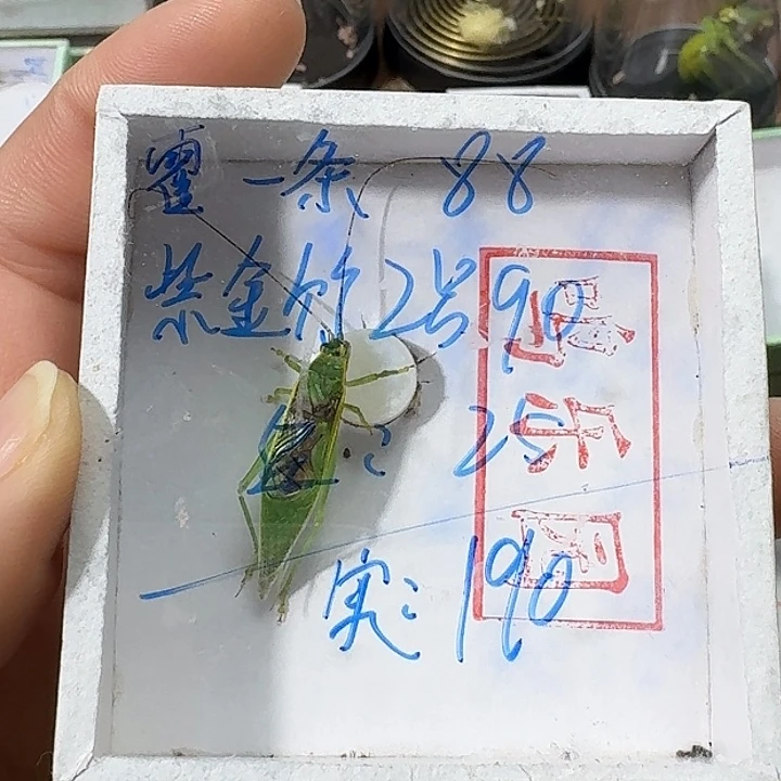 老***三蟋蟀222222222222222222