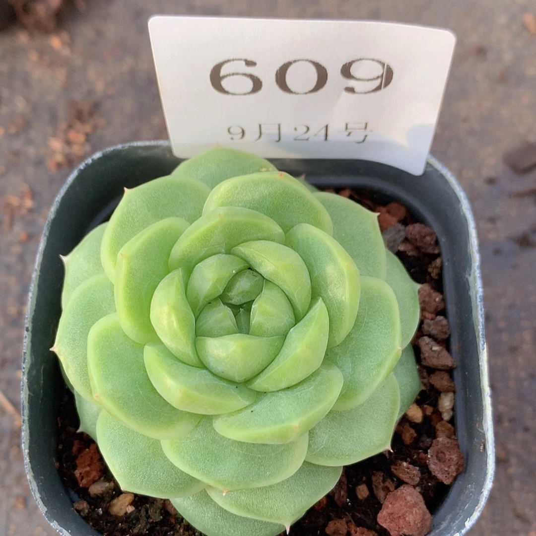 【闪购商品】云609号