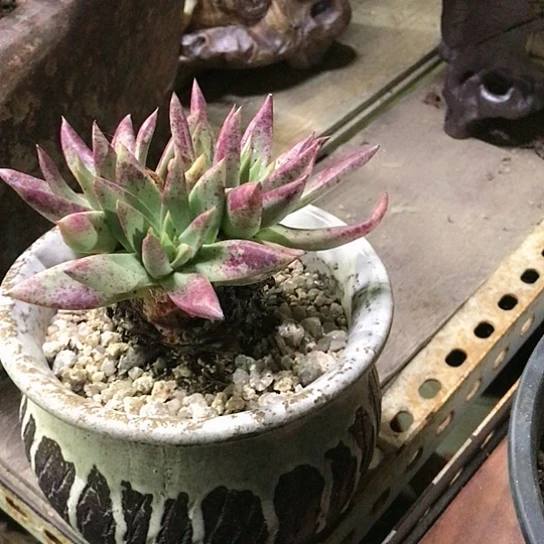 伊静思仙女棒仙女棒