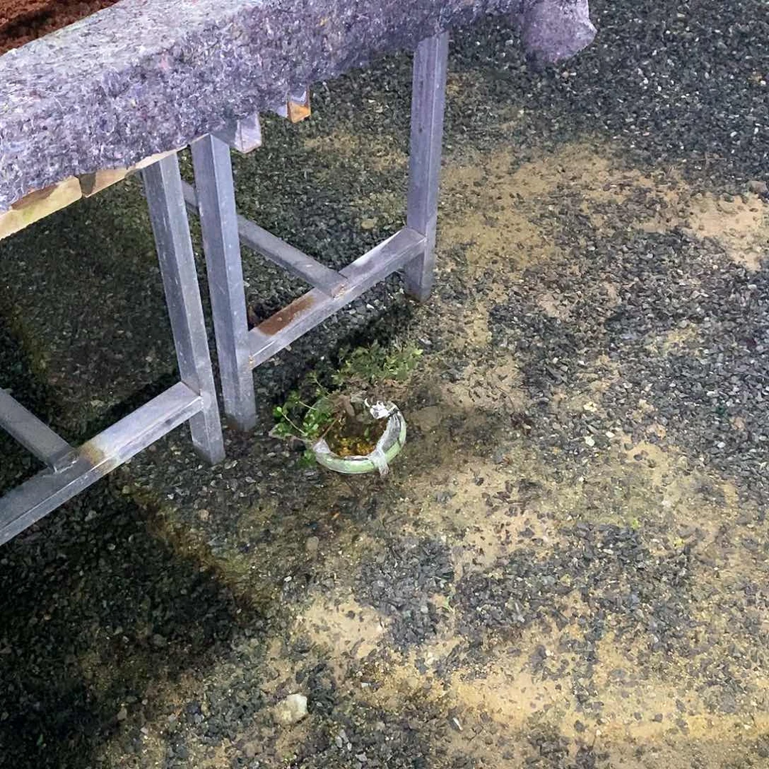 ？*？杜鹃花包邮3738