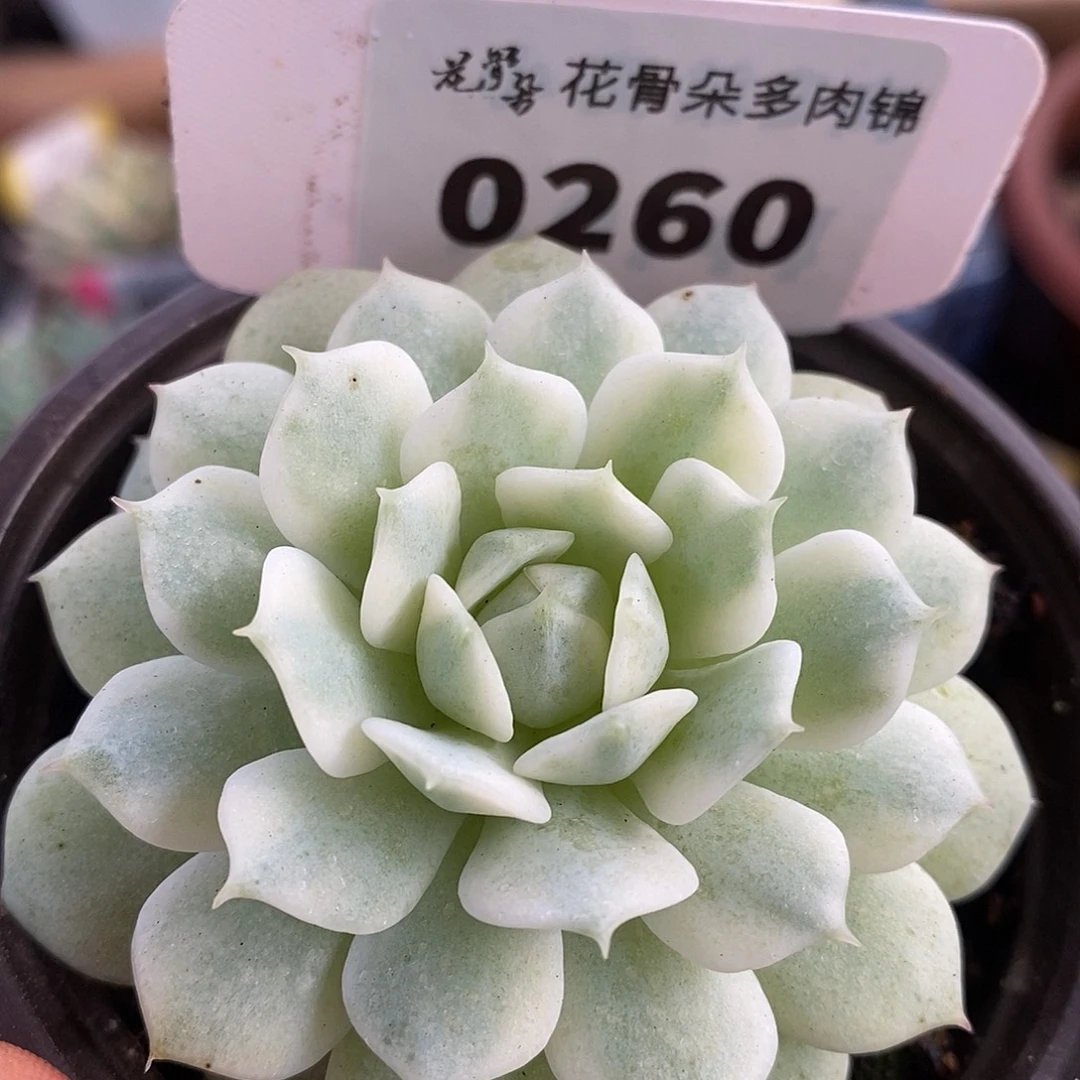 260静夜哈哈哈哈哈哈