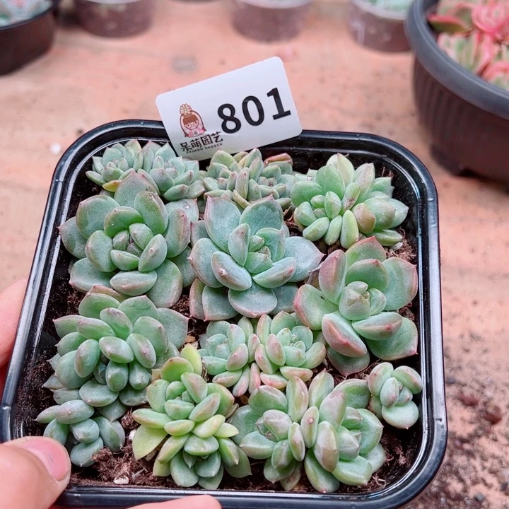 多肉植物多肉植物