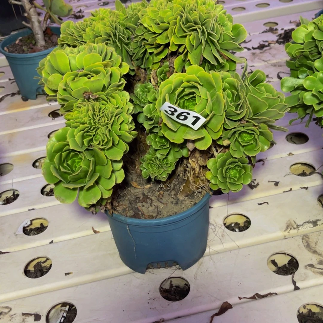 绿杨蓉法师7//////15包邮