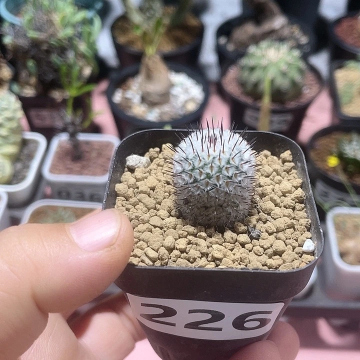226直刺佩雷仙人球