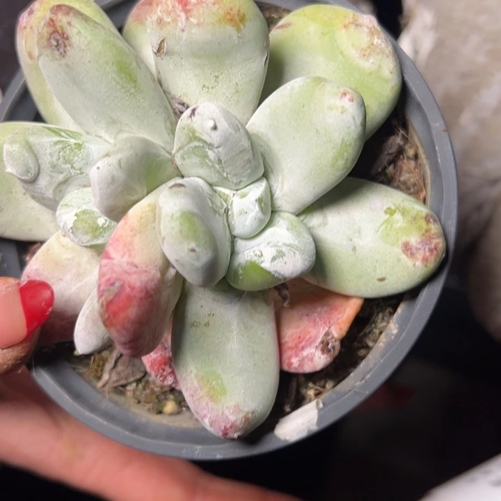 027哈哈哈哈哈哈哈哈多肉