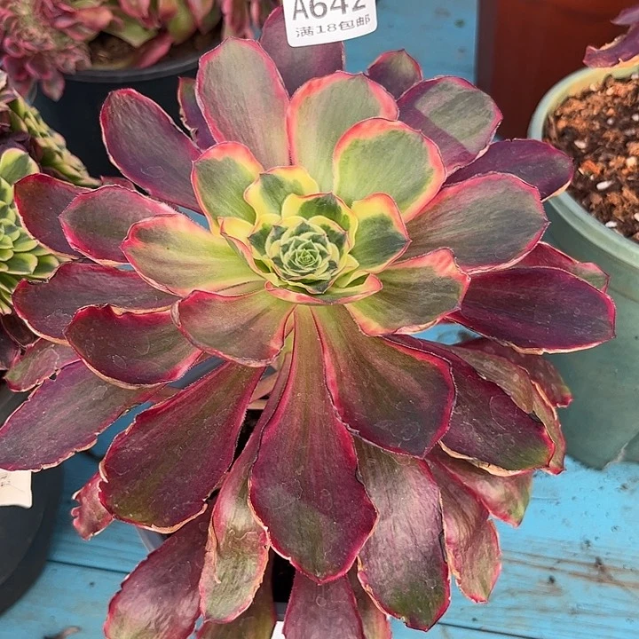 642红魔女多肉植物