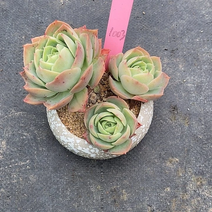 语*蝶1003多肉植物老桩