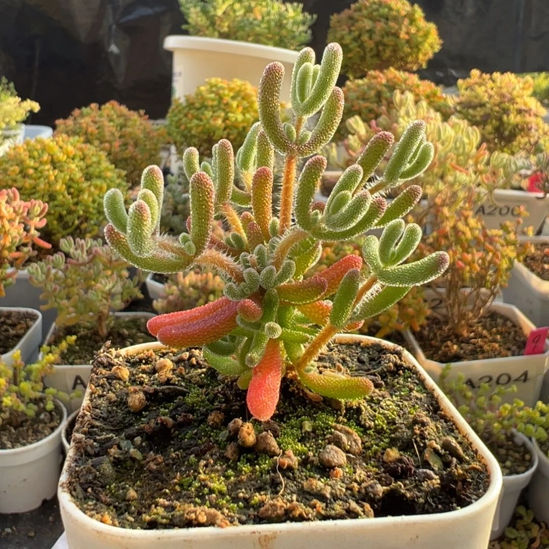 A202琉璃枝干一物一拍