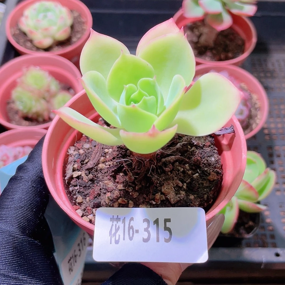 花利美16-315柠檬玫瑰