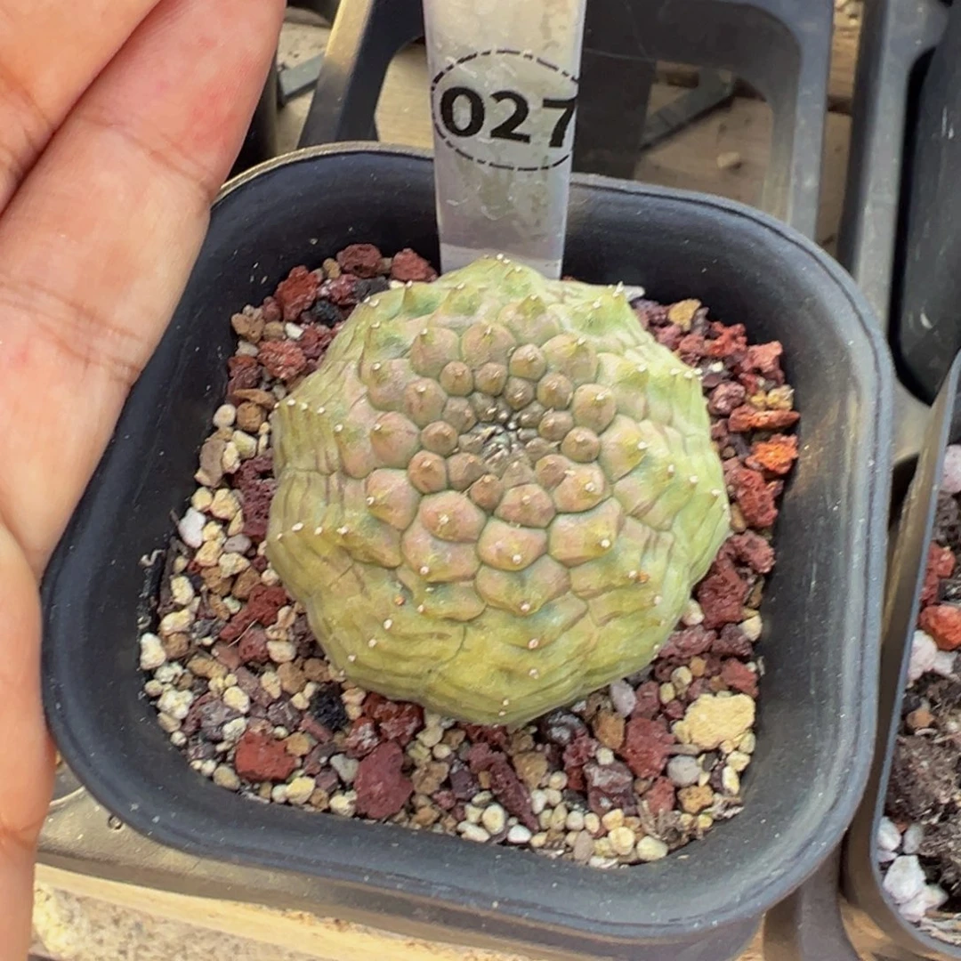027自根龟甲布纹球多肉植物带盆土