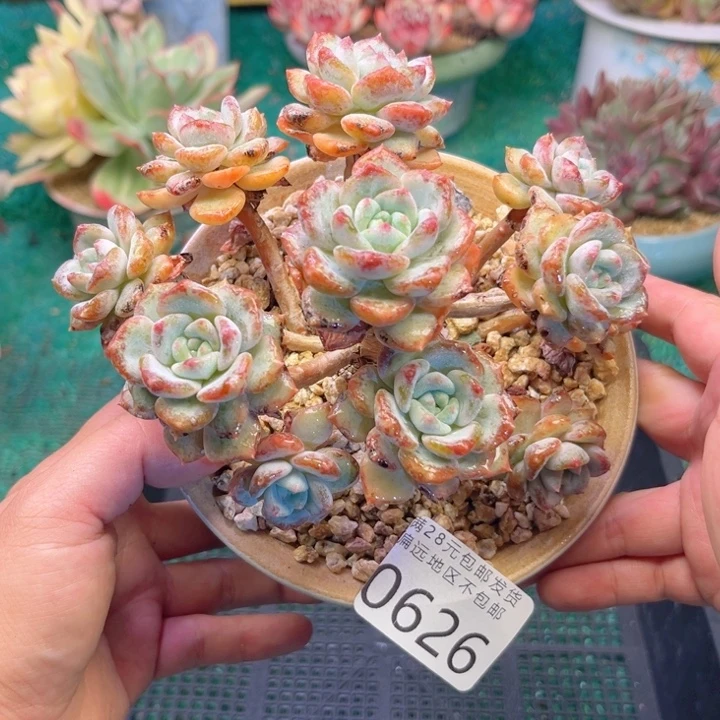 大0626:）xvcbvbvbnb