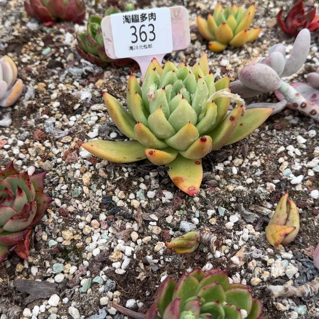 多肉植物原石，米兰达亚黄金米兰达