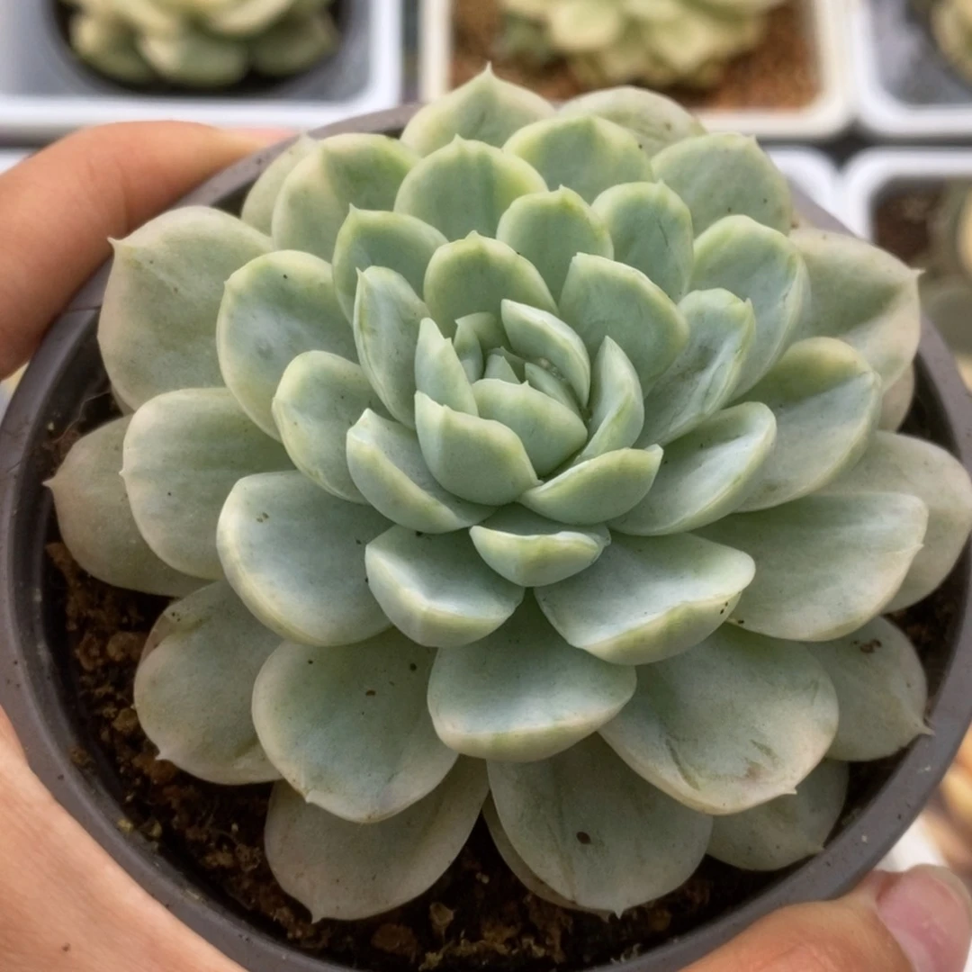 365贝瑞锦锦锦锦锦锦