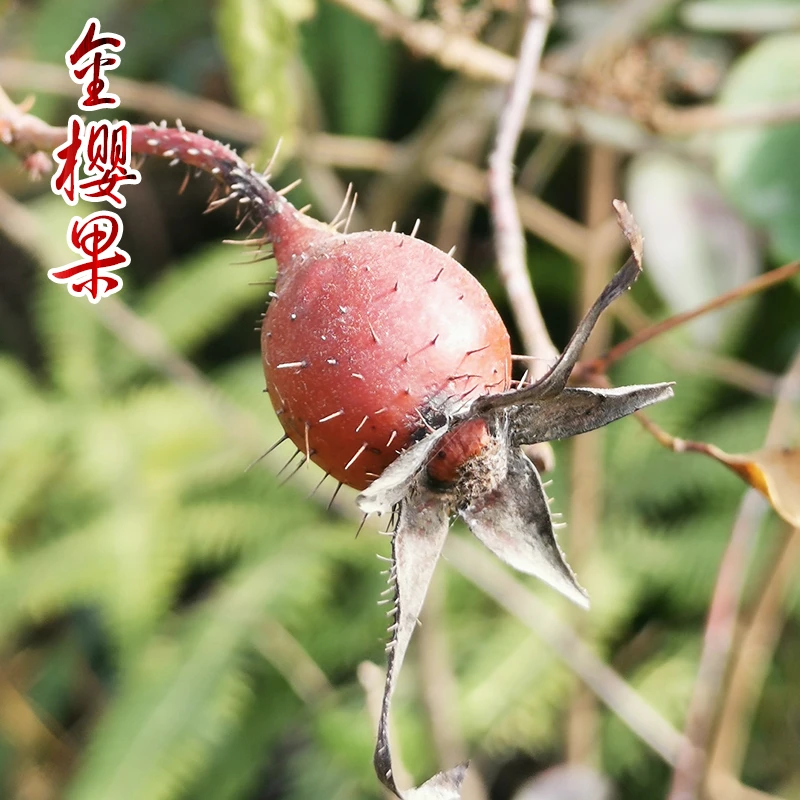 山野兄弟广西正宗原生态金樱果高品质精选红果农产品金樱子泡酒料