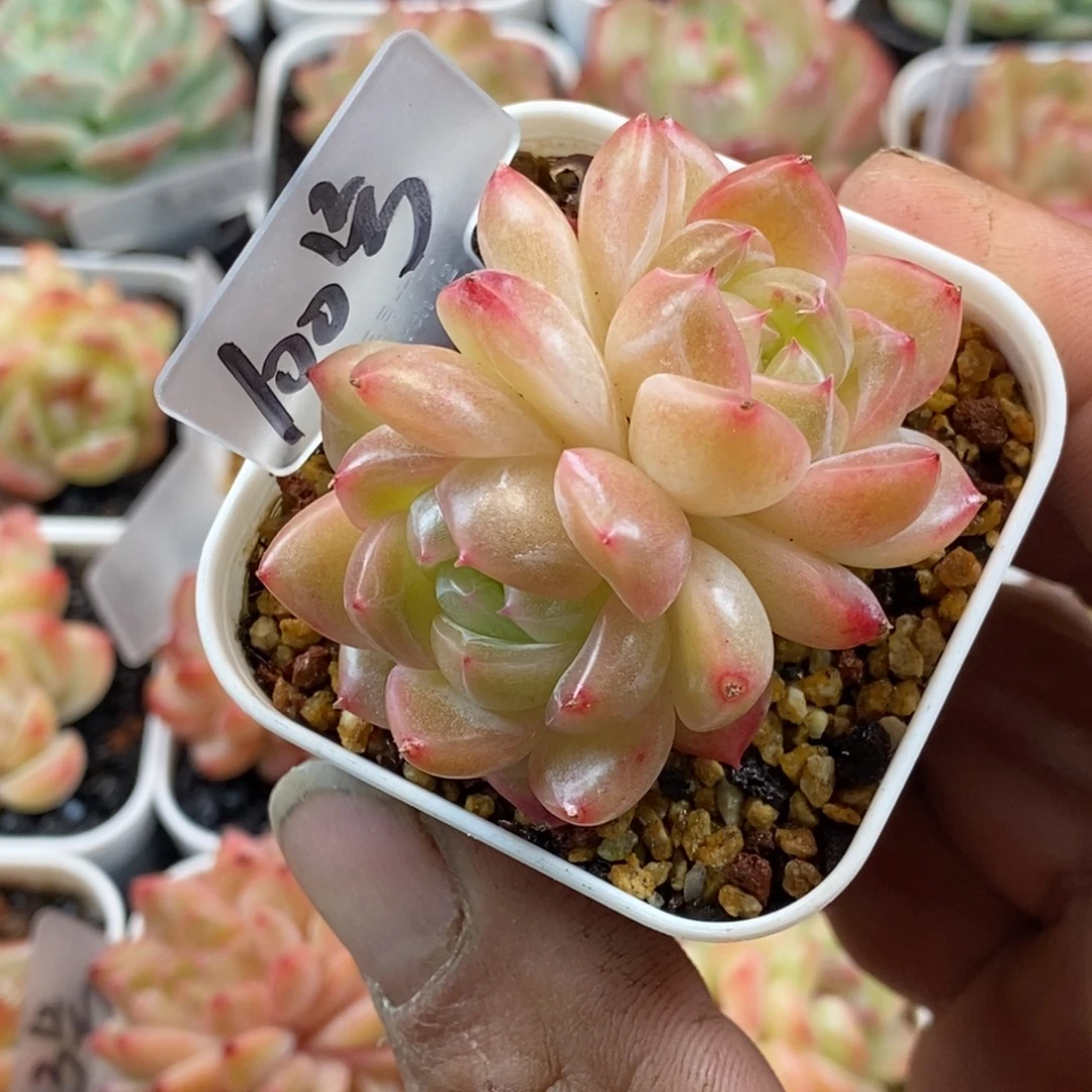 天官赐福百无禁忌