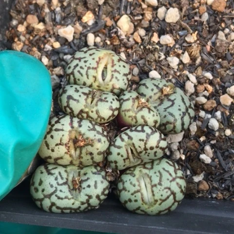 多肉肉锥 8头奶牛安贞