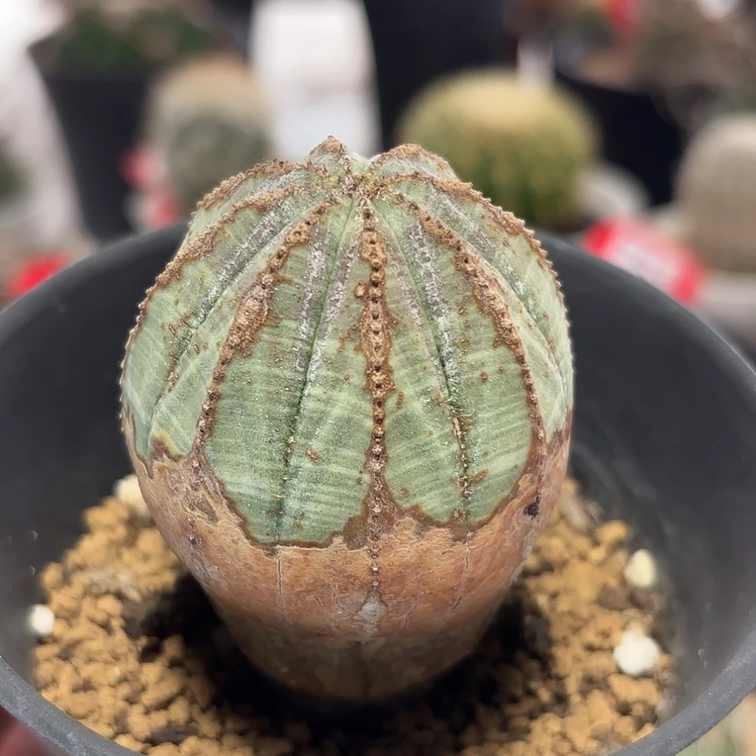 仙人球实生布纹球