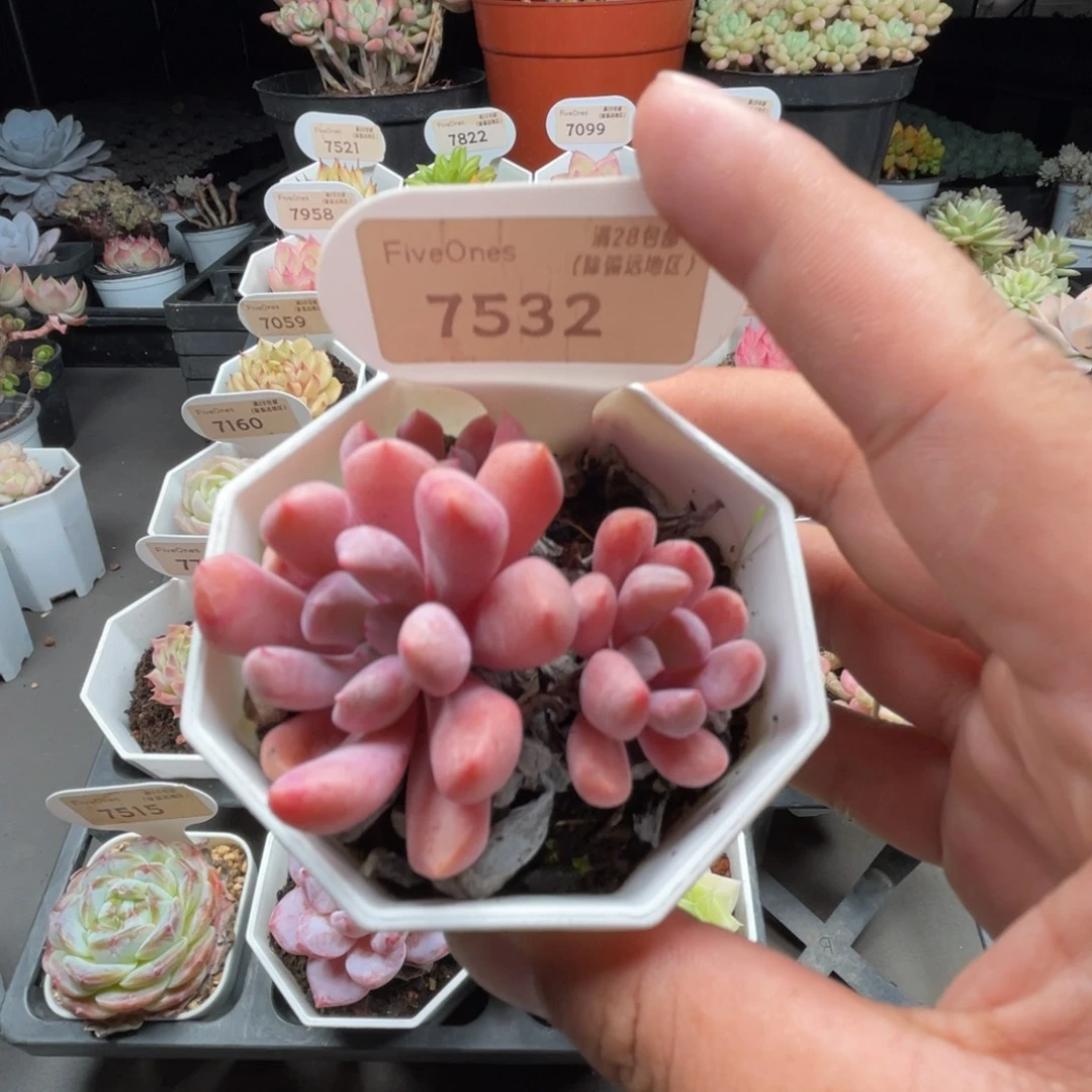 7532丘比特4.0厘米