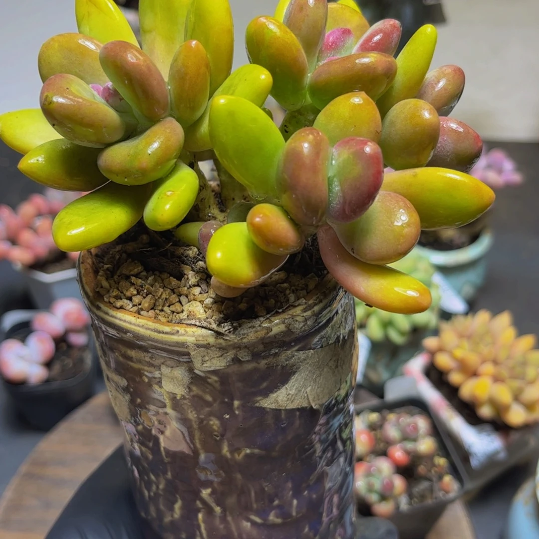 888芒果奶12厘米多肉