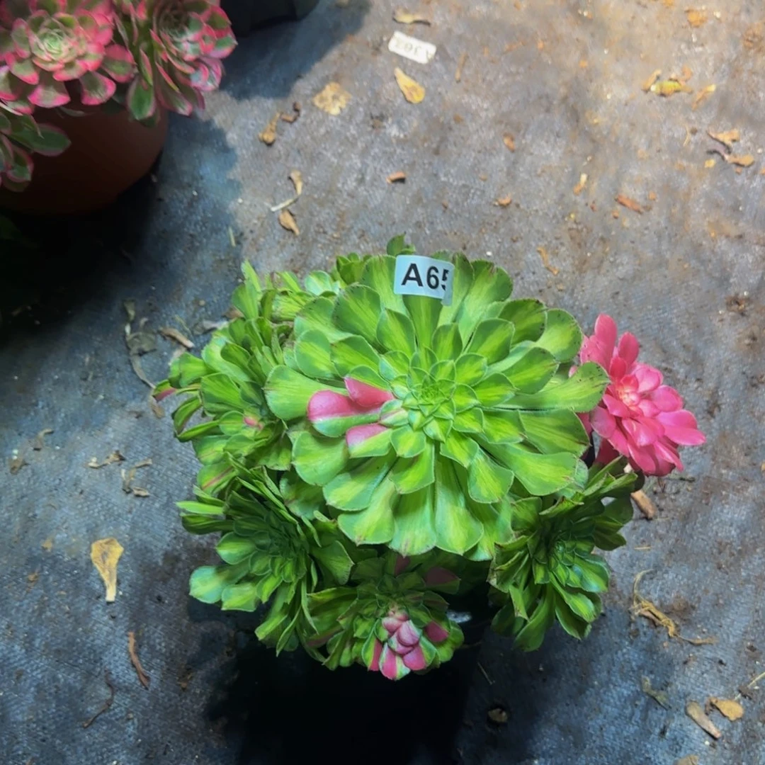 652多肉法师锦1111