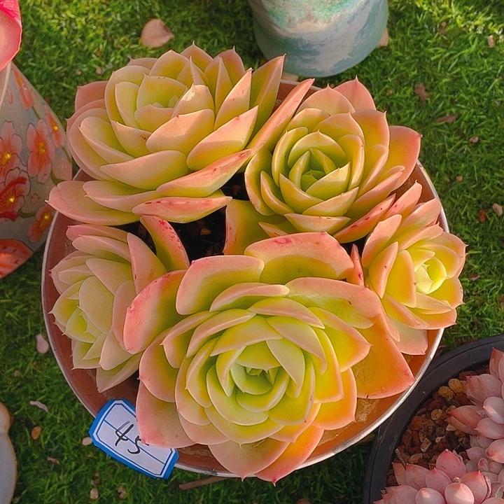 谢谢你的支持00000045